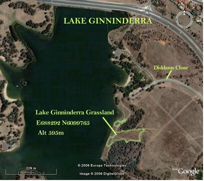 Lake Ginninderra Remnants