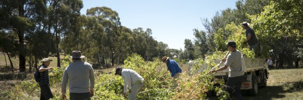 Landcare and ParkCare