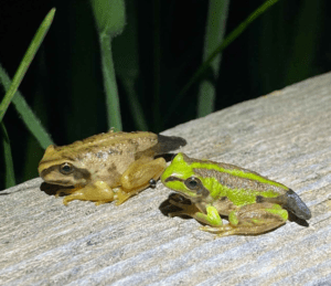 Two frogs on a log.